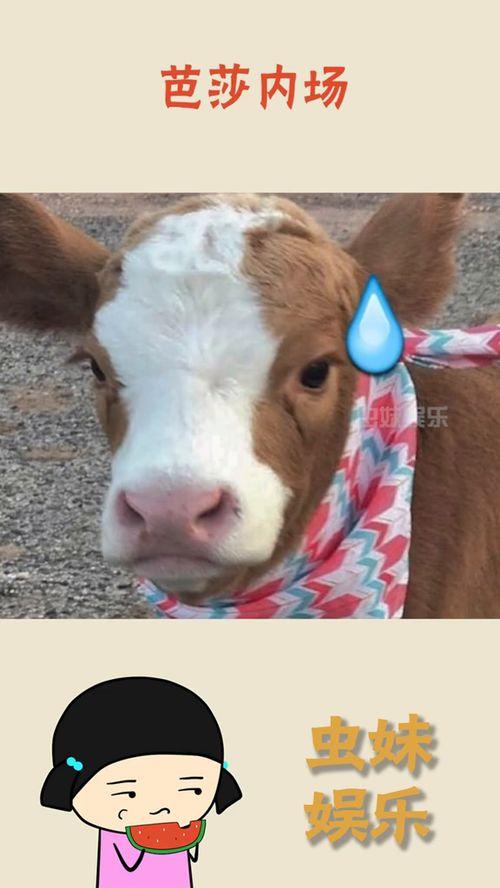 娱乐吃瓜酱仓鼠