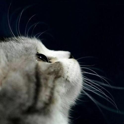 娱乐吃瓜酱给猫照相,猫咪写真集