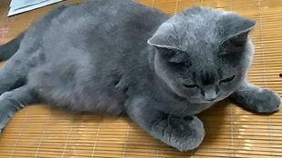 吃瓜群众视频猫咪,萌宠版“娱乐圈”幕后花絮大揭秘